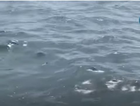 Хиляди мъртви мишки изплуваха в Солунския залив (ВИДЕО)