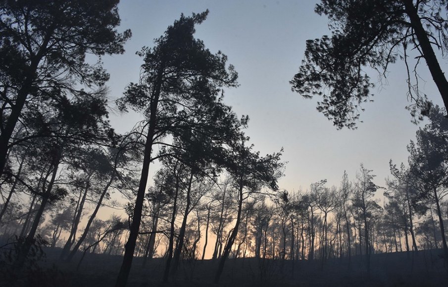 Огромен горски пожар бушува в Мармарис, над 360 пожарни гасят огъня (СНИМКИ/ВИДЕО)