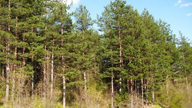 Съхнат борови гори край Велико Търново, режат по спешност над 80 декара