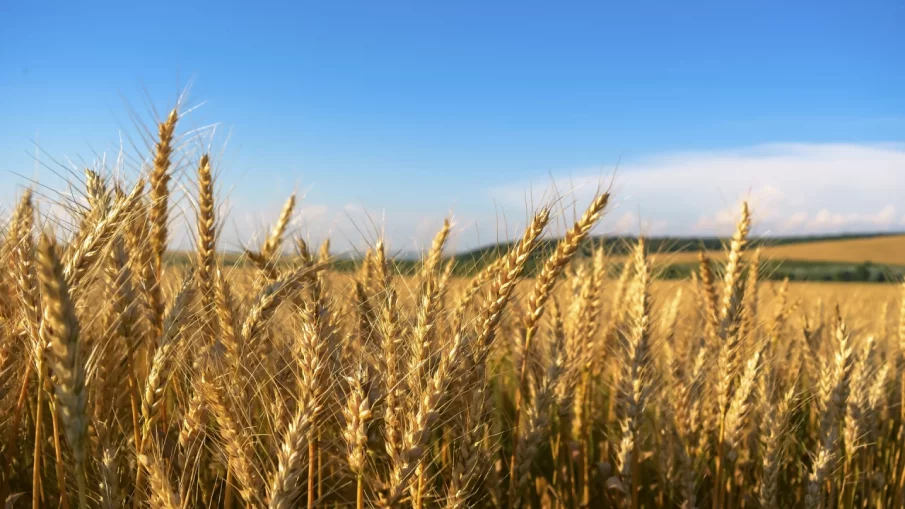 Министърът на земеделието в оставка открива жътвената кампания в Старозагорска област