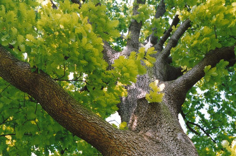 Седем вековни дървета обявени за защитени в Кърджалийско