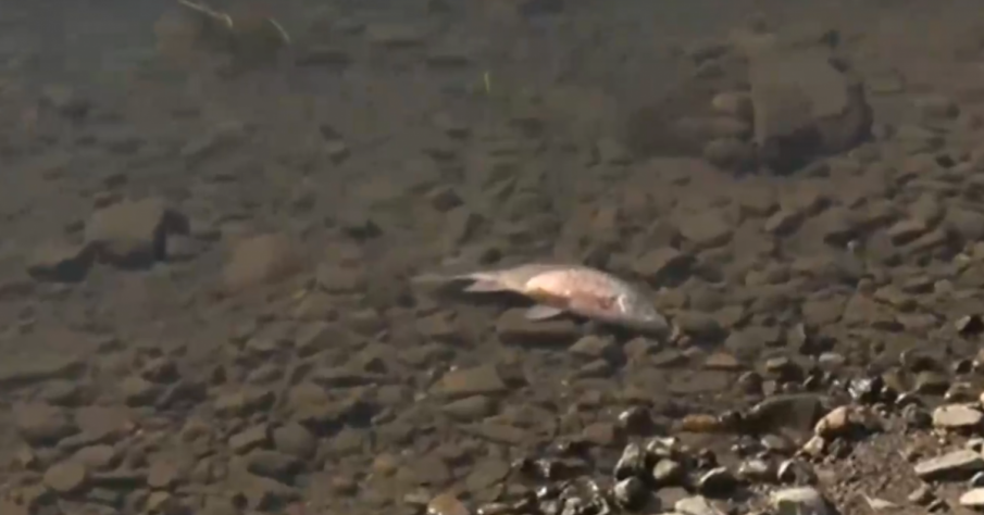 Хиляди мъртви риби изпълниха язовир Студен кладенец