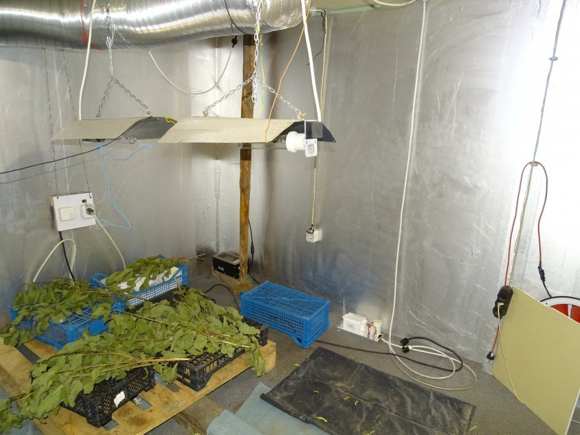 Задържаха двама за производство и разпространение на марихуана край Русе