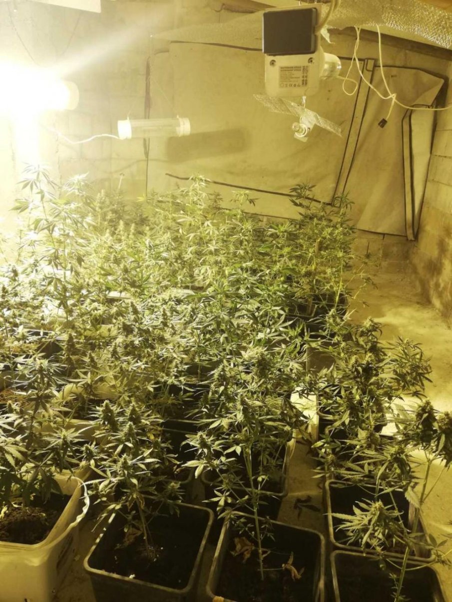 Разкриха наркооранжерия край Варна (СНИМКИ)