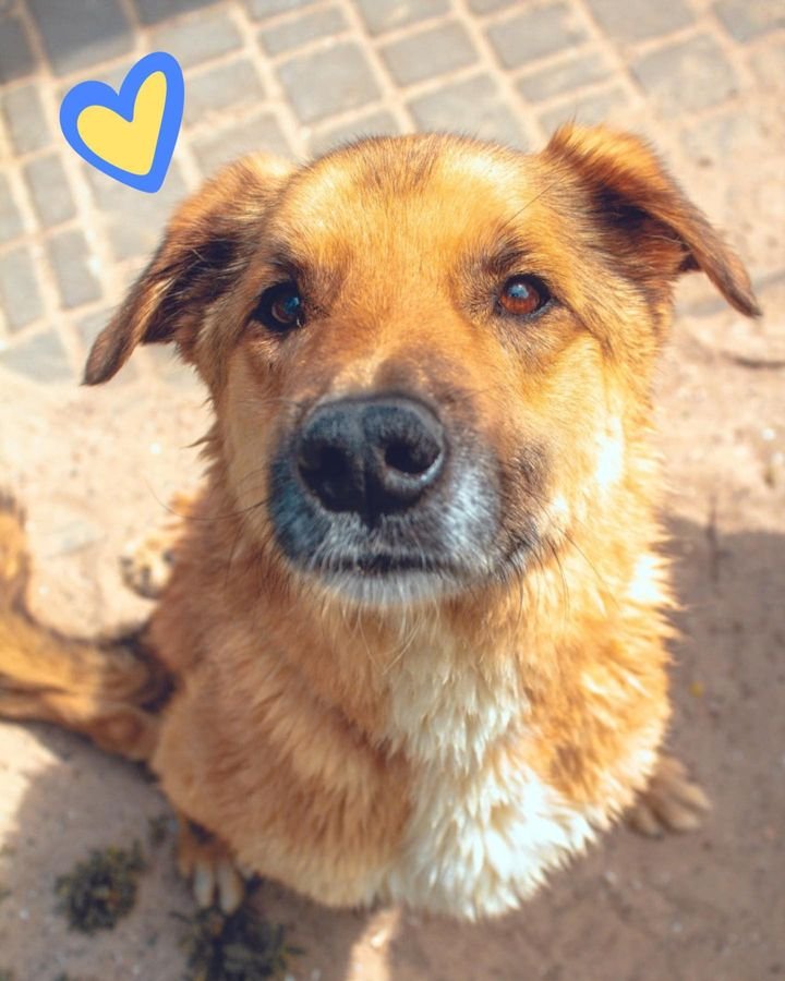 Спасиха минирано от руснаците куче в яма с боклук (СНИМКИ)