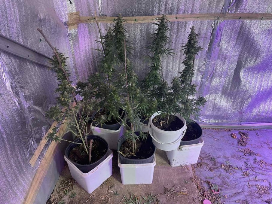 Разбиха наркооранжерия с канабис в Разград (СНИМКИ)