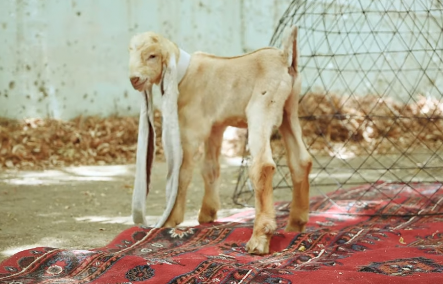 Яре с половинметрови уши стана звезда в мрежата (ВИДЕО)