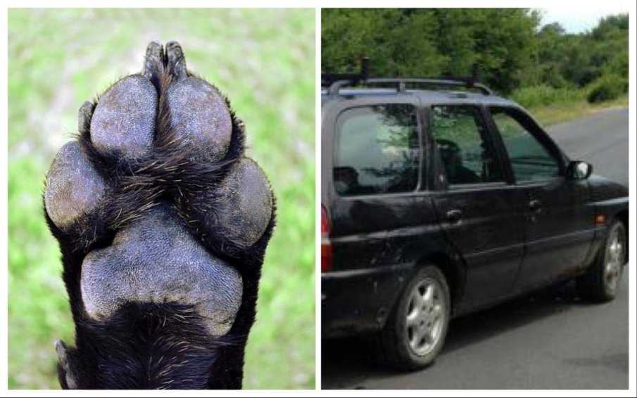 Кола прегази домашно куче в Горна Оряховица