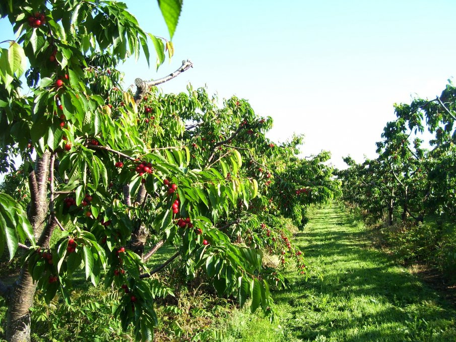 Овощари от Силистра изкорениха черешовите си насаждения