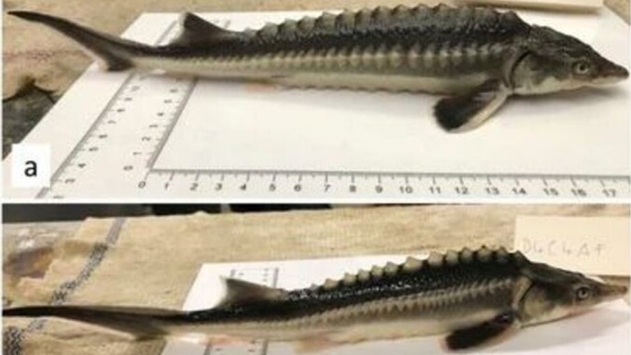 Създадоха риба хибрид от яйцеклетка на руска есетра