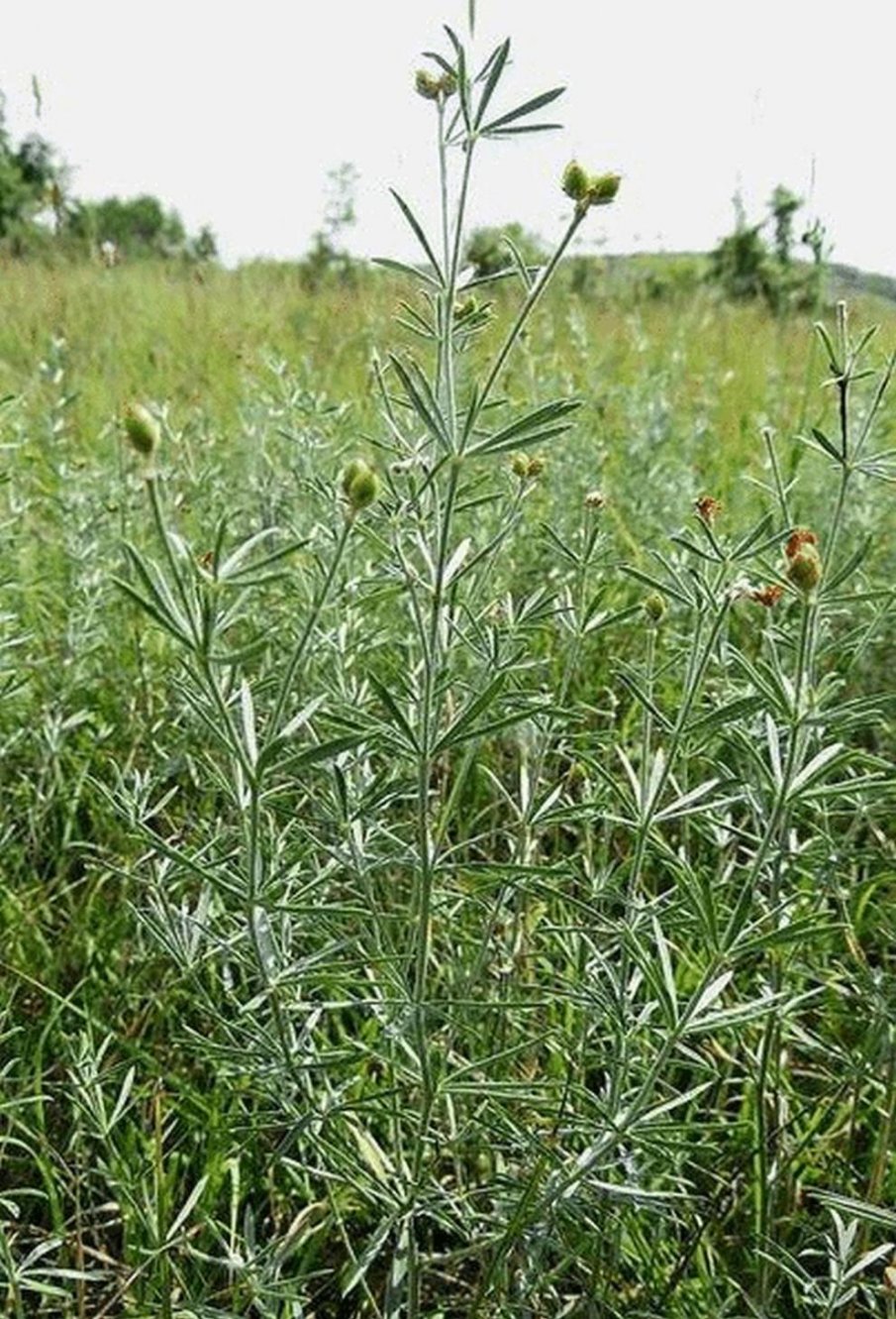 Обявиха нова защитена местност край Свиленград