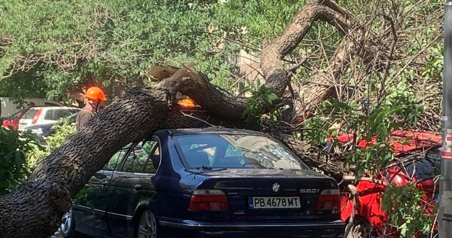 Клон се стовари върху паркирани в Пловдив коли