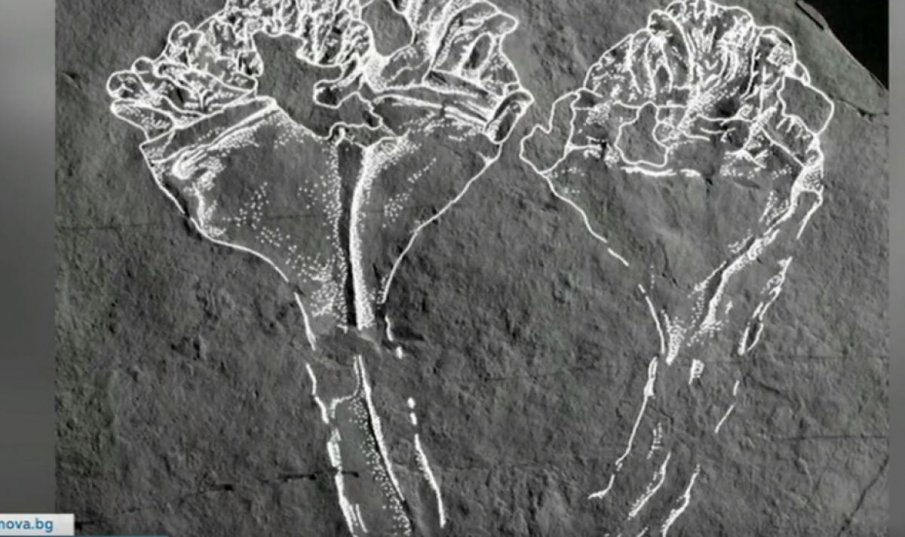 Откриха вкаменелост от най-древния хищник на планетата (ВИДЕО)