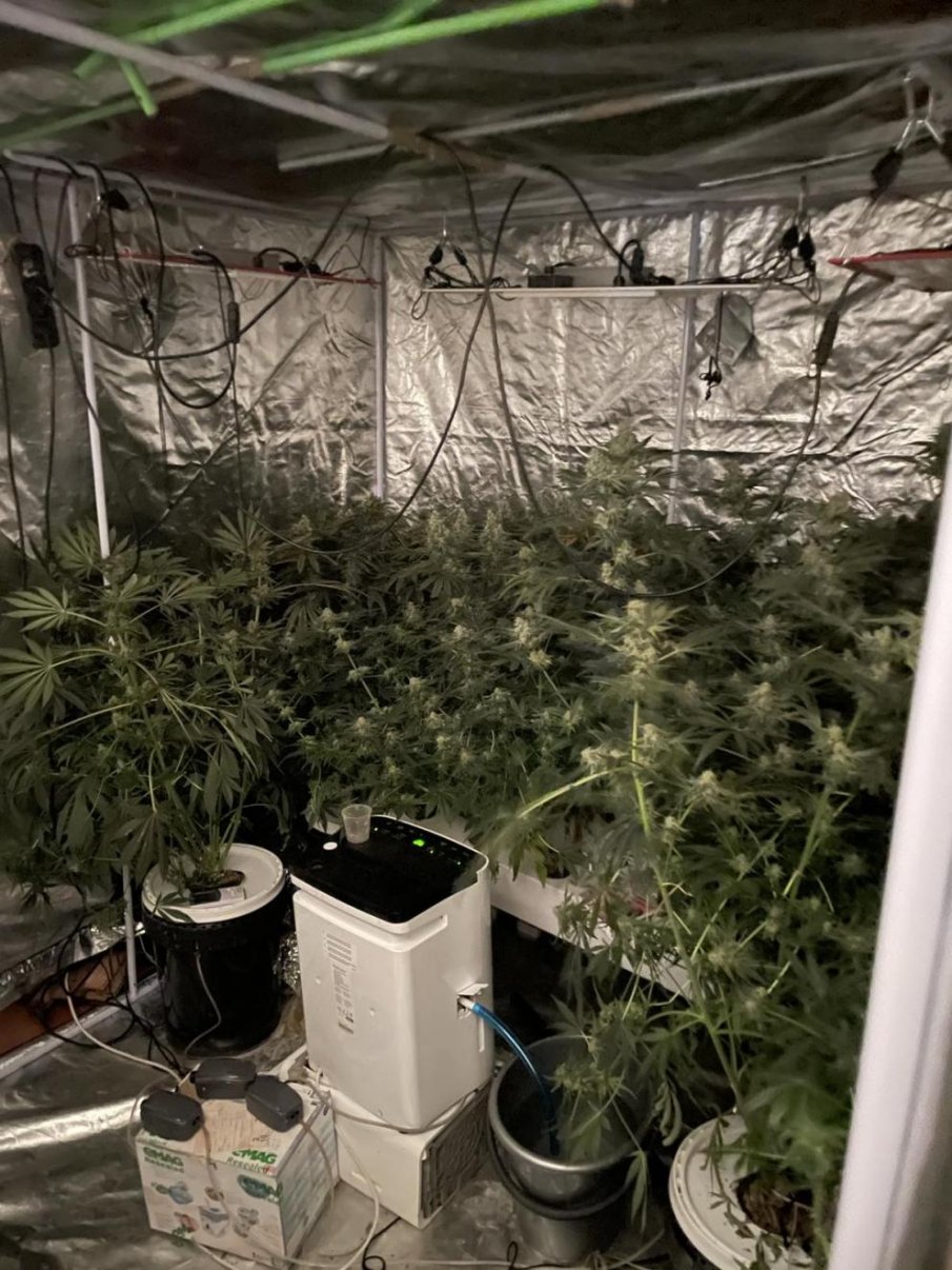 АКЦИЯ: Разкриха домашна оранжерия за марихуана в столицата (СНИМКИ)