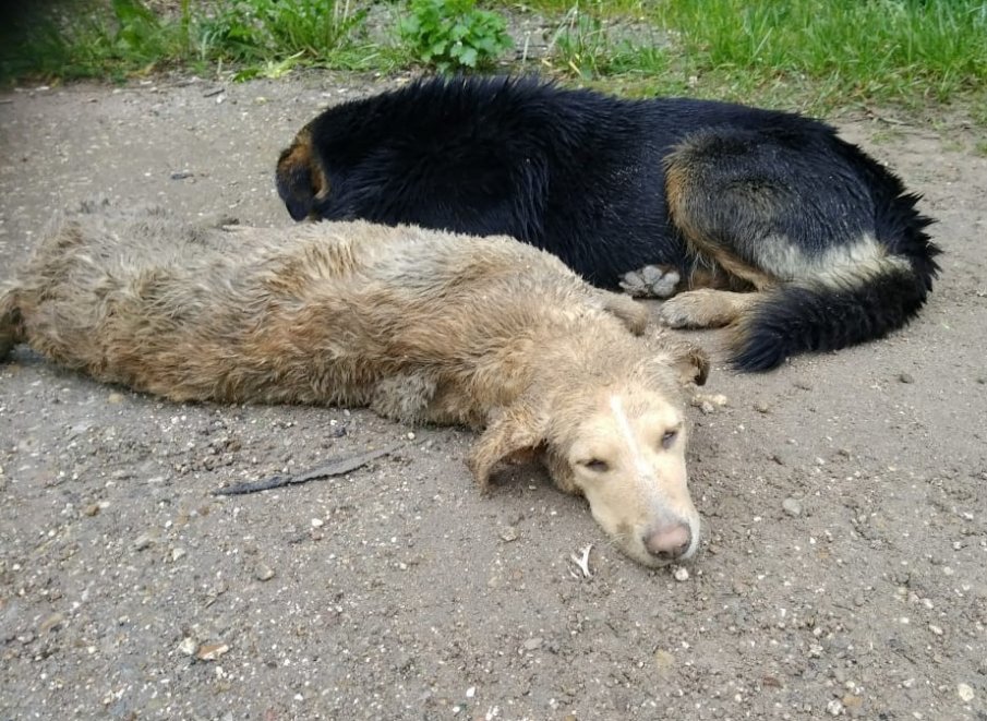 Неизвестен простреля две кучета в Кърджалийско