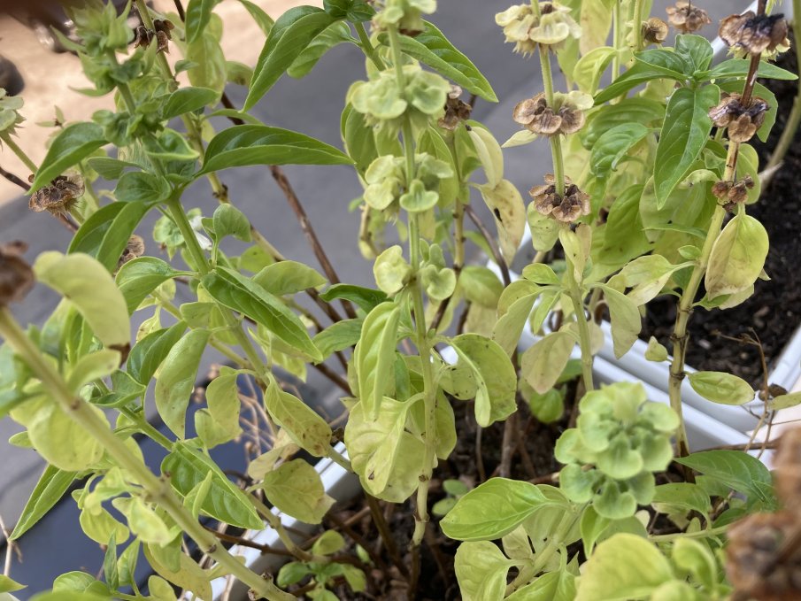 Трябва да я имате в дома си - тази билка освобождава от стреса и носи пари