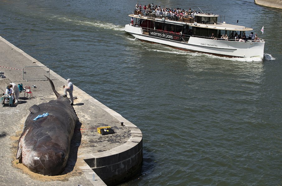 Извадиха заседналия кит от река Сена