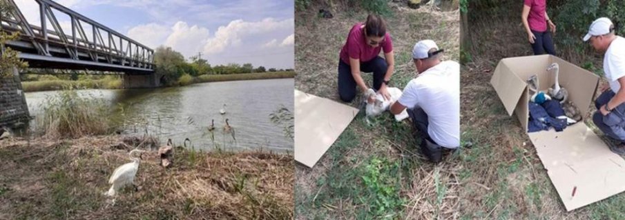 Спасиха семейство лебеди край Бургас (СНИМКА)