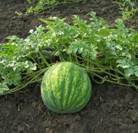 Защо древната диня е била убиец