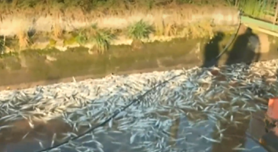 Своге пред екокатастрофа заради безводието - тонове мъртва риба гният в рибарник