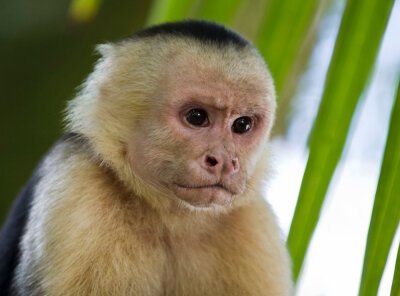 Министър обвини маймуна за спирането на тока в цяла Шри Ланка