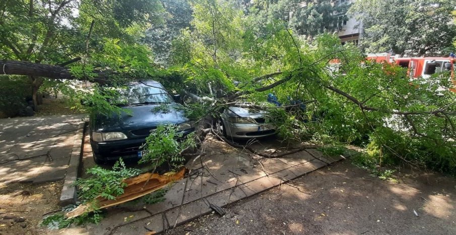 Огромни клони се стовариха върху паркирани автомобили в Пловдив
