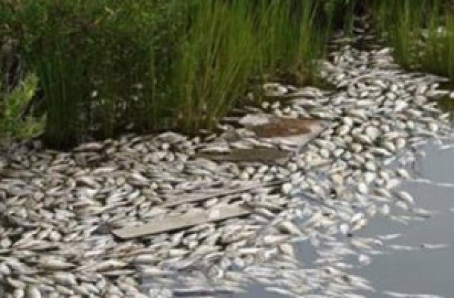 Кметът на Смолян: Извадихме 150 кг мъртва риба от река Черна