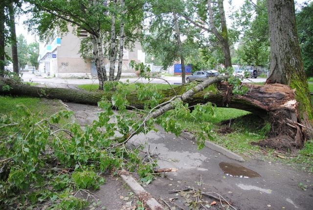 Силна буря събори дървета в Пазарджик