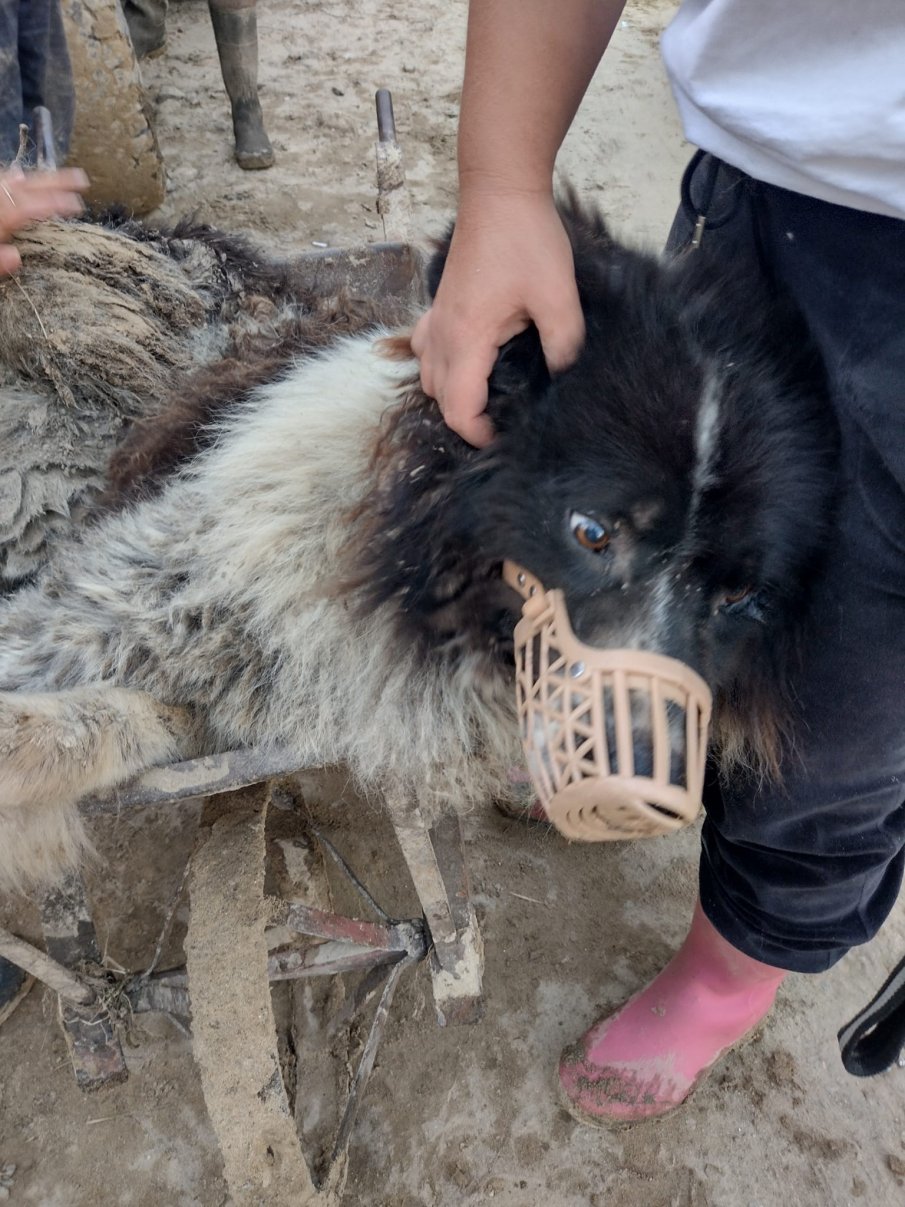 Спасиха Мечо от Каравелово, пратиха го на лечение в Казанлък