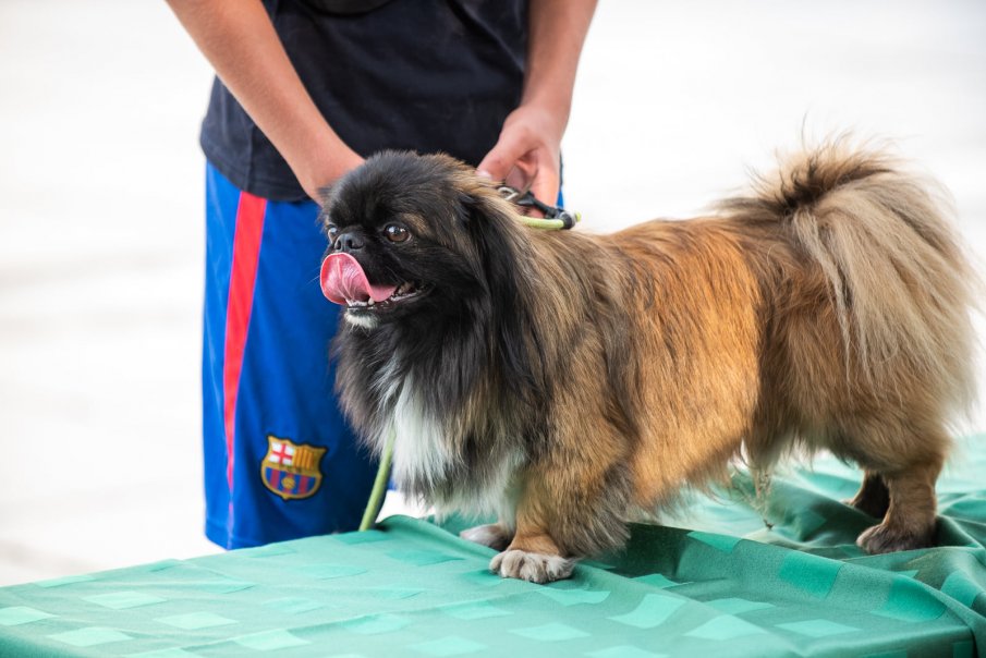 Киноложка изложба на немски овчарки се провежда в Хасково
