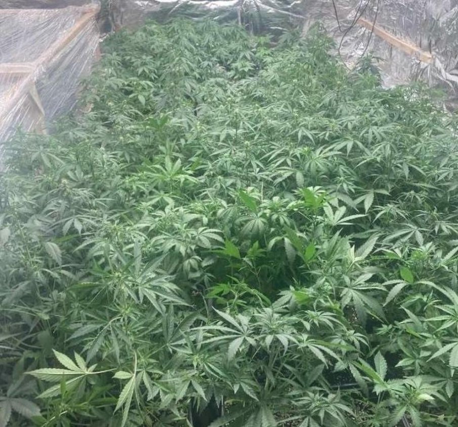 ГОЛЯМ УДАР: Иззеха над 330 кила марихуана край Пазарджик (СНИМКИ)
