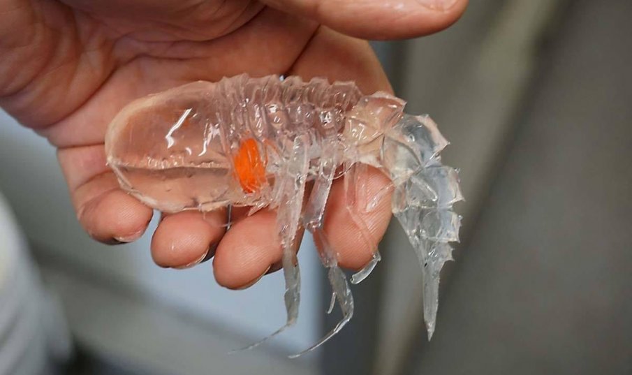 СЕНЗАЦИЯ! Откриха подводно създание е прозрачно ракообразно с очи вместо глава (ВИДЕО/СНИМКИ)