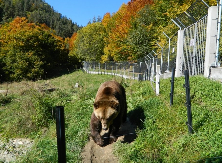 Почина 34-годишната мечка Нада от Парка край Белица