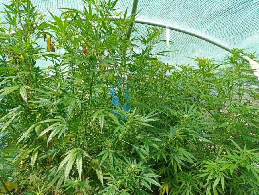 Разбиха наркооранжерия до Камчия, арестувани са трима