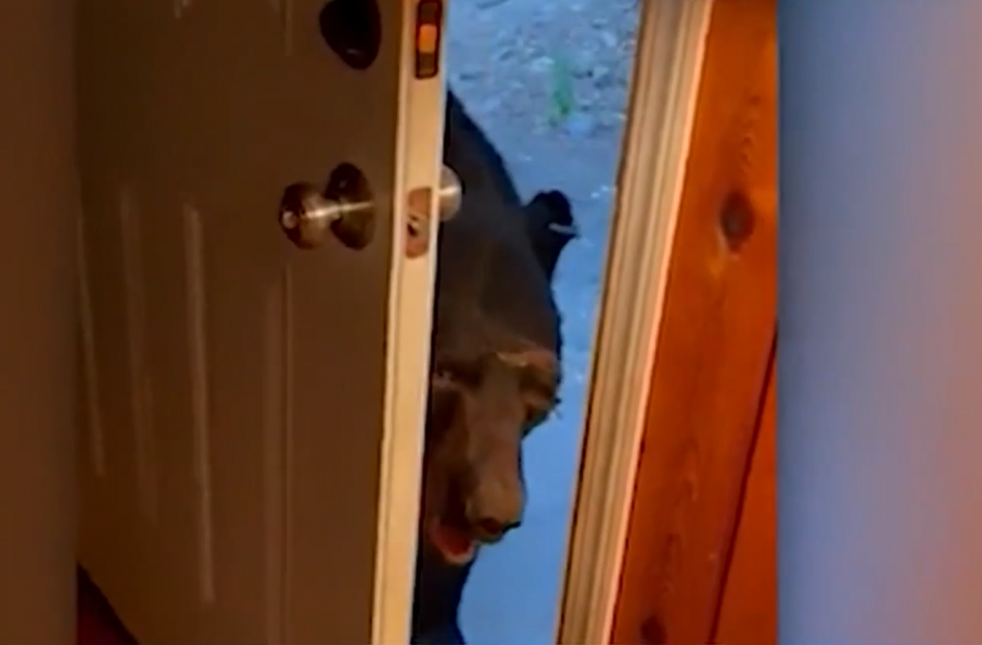 Мечка претършува хладилник и любезно затвори вратата на къща (ВИДЕО)