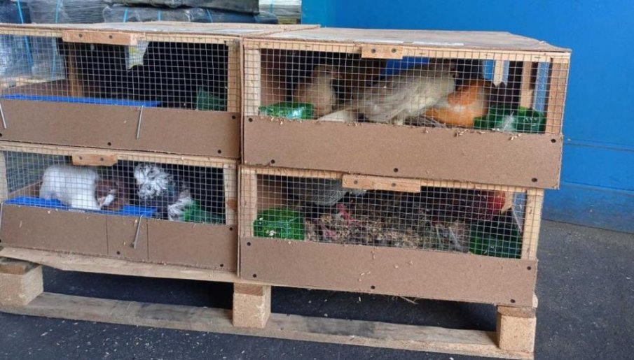 Митничари спасиха защитени фазани, пробвали да ги изнесат за ОАЕ