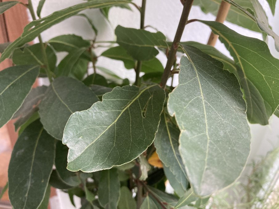 Как да пречистим тялото си с дафинов лист?