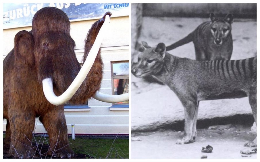 ЦРУ се интересува от възкресяването на мамути и тасманийски тигри