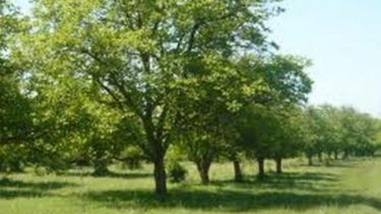 Мъж падна от орех и почина в Ардино