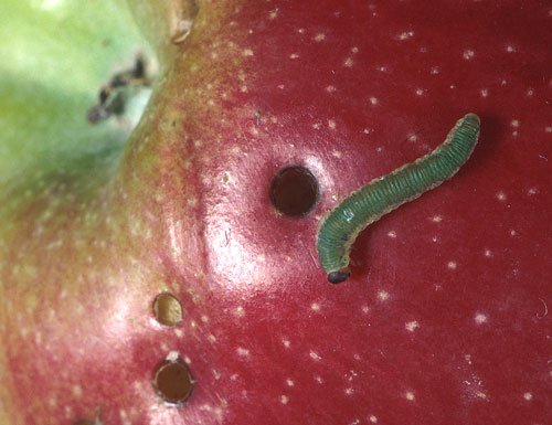 Производителите никога не изхвърлят червивите ябълки. Ще се изненадате защо