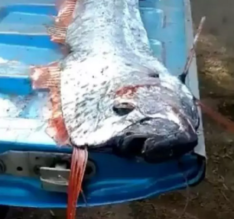 В Мексико уловиха Рибата от Съдния ден, предвестник е на бедствия (ВИДЕО)