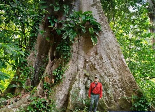 ЕКСПЕДИЦИЯ: Учени се добраха до най-високото дърво в Амазонка от петия опит