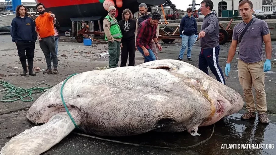 Рекорд! Откриха най-тежката костна риба в историята