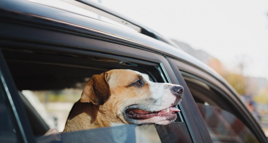 ВЪВ ВАРНА: Отглеждат кучета в изоставена кола повече от 5 месеца