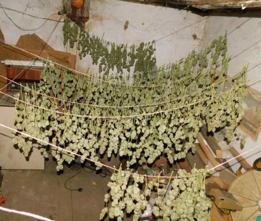 УДАР: Над 53 килограма марихуана иззеха полицаи край Любимец