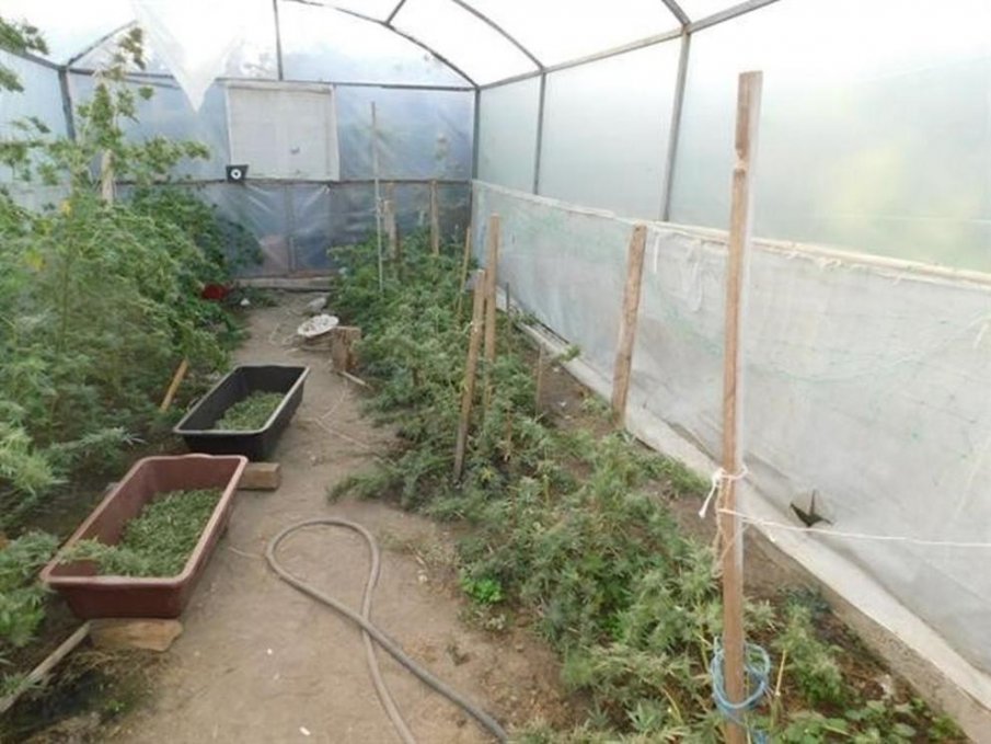 Баща и син са задържани за производство на марихуана в Разградско (СНИМКИ)