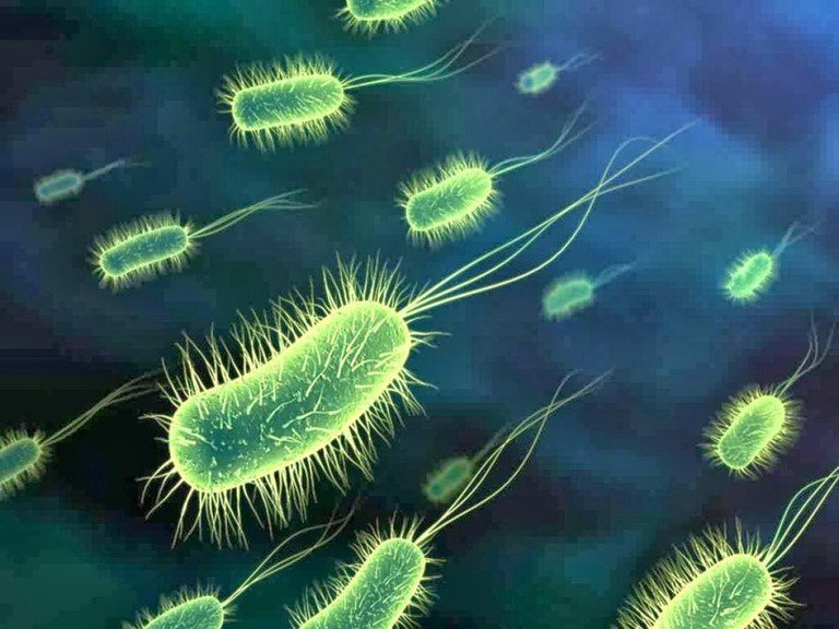 Проучват магнитни бактерии срещу рак