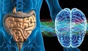 Как здравето на червата влияе на мозъка