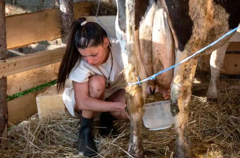 Доенето изтормози участниците във Фермата