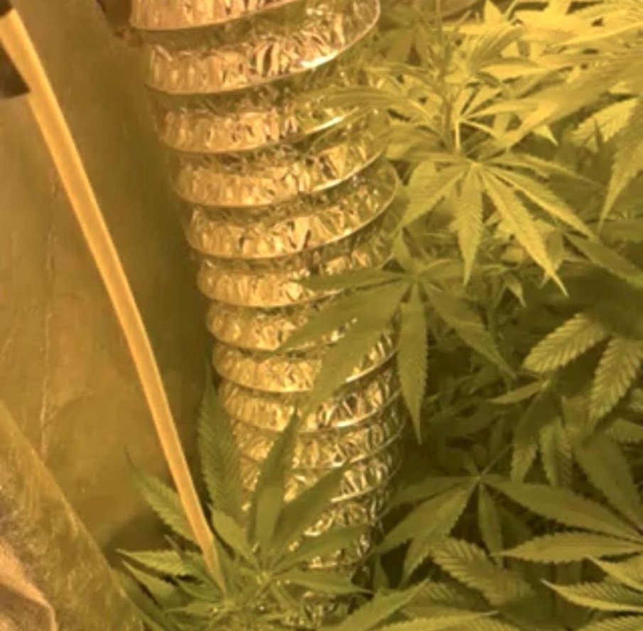 Разбиха наркооранжерия в Бургас (СНИМКИ)